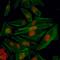 Hypoxia-inducible factor 1-alpha antibody, IHC-00460, Bethyl Labs, Immunofluorescence image 
