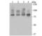 Furin, Paired Basic Amino Acid Cleaving Enzyme antibody, NBP2-75495, Novus Biologicals, Western Blot image 