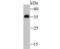 G Protein Subunit Beta 2 antibody, NBP2-80432, Novus Biologicals, Western Blot image 