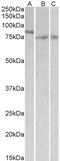 BLK Proto-Oncogene, Src Family Tyrosine Kinase antibody, 42-447, ProSci, Western Blot image 