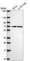 P21 (RAC1) Activated Kinase 4 antibody, HPA072220, Atlas Antibodies, Western Blot image 