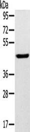 Solute Carrier Family 16 Member 8 antibody, CSB-PA955977, Cusabio, Western Blot image 