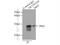 Defective In Cullin Neddylation 1 Domain Containing 5 antibody, 14810-1-AP, Proteintech Group, Immunoprecipitation image 