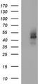 Cell division cycle protein 123 homolog antibody, TA505694BM, Origene, Western Blot image 