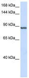 Integrator Complex Subunit 6 antibody, TA341582, Origene, Western Blot image 