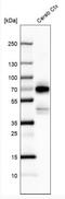 POU Class 3 Homeobox 4 antibody, NBP1-89934, Novus Biologicals, Western Blot image 