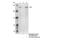 Methylcytosine dioxygenase TET2 antibody, 36449S, Cell Signaling Technology, Immunoprecipitation image 