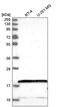 Nudix Hydrolase 2 antibody, PA5-65396, Invitrogen Antibodies, Western Blot image 