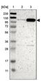 Pogo transposable element with ZNF domain antibody, PA5-52609, Invitrogen Antibodies, Western Blot image 
