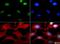 Histone Cluster 2 H3 Family Member D antibody, NB21-1021, Novus Biologicals, Immunofluorescence image 