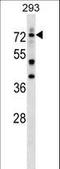 Deformed epidermal autoregulatory factor 1 homolog antibody, LS-C167345, Lifespan Biosciences, Western Blot image 