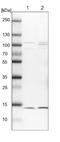 Histidine triad nucleotide-binding protein 1 antibody, NBP1-83257, Novus Biologicals, Western Blot image 