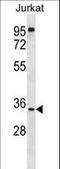 UBX Domain Protein 8 antibody, LS-C160407, Lifespan Biosciences, Western Blot image 
