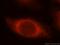 Spermatid Associated antibody, 17826-1-AP, Proteintech Group, Immunofluorescence image 