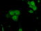 Serine Racemase antibody, TA500974, Origene, Immunofluorescence image 