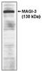 Membrane Associated Guanylate Kinase, WW And PDZ Domain Containing 3 antibody, AP05020PU-N, Origene, Western Blot image 