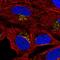 Glucagon receptor antibody, HPA071228, Atlas Antibodies, Immunofluorescence image 