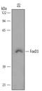 Forkhead Box D3 antibody, AF5090, R&D Systems, Western Blot image 