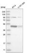 DNA Replication And Sister Chromatid Cohesion 1 antibody, NBP2-58607, Novus Biologicals, Western Blot image 