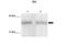 Inhibitor Of DNA Binding 4, HLH Protein antibody, PA5-40522, Invitrogen Antibodies, Western Blot image 