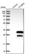 Syntaxin Binding Protein 6 antibody, PA5-51960, Invitrogen Antibodies, Western Blot image 