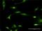 FA Complementation Group L antibody, H00055120-D01P, Novus Biologicals, Immunocytochemistry image 