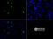 Histone Cluster 2 H3 Family Member D antibody, NB21-1002, Novus Biologicals, Immunofluorescence image 