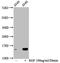 Histone H2B type 1-C/E/F/G/I antibody, orb516989, Biorbyt, Western Blot image 