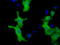 Von Willebrand Factor A Domain Containing 5A antibody, TA501637, Origene, Immunofluorescence image 