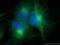 Parvin Alpha antibody, 55268-1-AP, Proteintech Group, Immunofluorescence image 