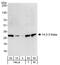 Tyrosine 3-Monooxygenase/Tryptophan 5-Monooxygenase Activation Protein Theta antibody, A303-146A, Bethyl Labs, Western Blot image 