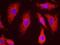 Protein Phosphatase 5 Catalytic Subunit antibody, NB110-40555, Novus Biologicals, Proximity Ligation Assay image 