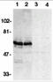 BCL2 Associated Athanogene 4 antibody, 2143, ProSci Inc, Western Blot image 