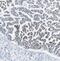 Proteasome subunit beta type-2 antibody, FNab06871, FineTest, Immunohistochemistry frozen image 