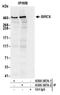 Baculoviral IAP Repeat Containing 6 antibody, A300-367A, Bethyl Labs, Immunoprecipitation image 