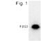F-Box Protein 44 antibody, PA1-4348, Invitrogen Antibodies, Western Blot image 