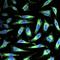 EBFP-tag antibody, orb323071, Biorbyt, Immunofluorescence image 