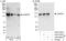 LRR Binding FLII Interacting Protein 1 antibody, A303-080A, Bethyl Labs, Immunoprecipitation image 