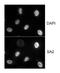 Cohesin subunit SA-2 antibody, A300-158A, Bethyl Labs, Immunocytochemistry image 