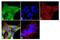 Junctional Adhesion Molecule 3 antibody, 40-9000, Invitrogen Antibodies, Immunofluorescence image 