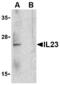 Interleukin 23 Subunit Alpha antibody, AHP1173, Bio-Rad (formerly AbD Serotec) , Immunohistochemistry frozen image 