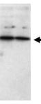 Secreted frizzled-related protein 1 antibody, NB600-499, Novus Biologicals, Western Blot image 
