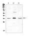 Fibroblast Growth Factor 23 antibody, A00478-3, Boster Biological Technology, Western Blot image 