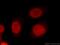Far Upstream Element Binding Protein 1 antibody, 24864-1-AP, Proteintech Group, Immunofluorescence image 