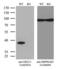 DNA excision repair protein ERCC-1 antibody, LS-C798275, Lifespan Biosciences, Western Blot image 