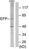 Tripartite Motif Containing 25 antibody, TA312917, Origene, Western Blot image 
