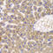 Fas-activated serine/threonine kinase antibody, LS-C346216, Lifespan Biosciences, Immunohistochemistry frozen image 