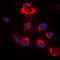 BAX antibody, LS-C353915, Lifespan Biosciences, Immunofluorescence image 