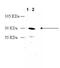 DRD2 antibody, A00289, Boster Biological Technology, Western Blot image 
