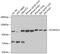 Protocadherin Alpha 12 antibody, GTX65979, GeneTex, Western Blot image 